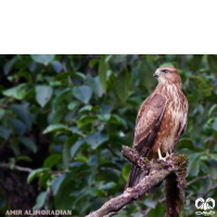 گونه سارگپه استپی Common Buzzard